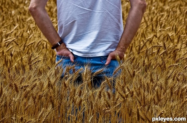 Wheat Field photoshop picture